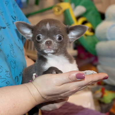 Валентра стар