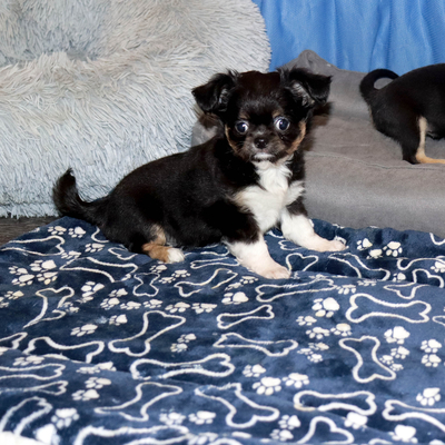 Валентра стар