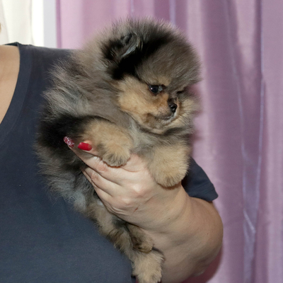 Валентра стар