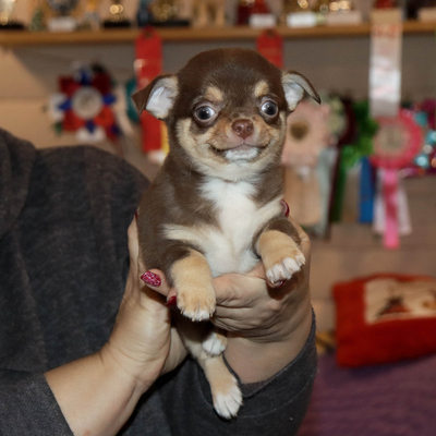 Валентра стар