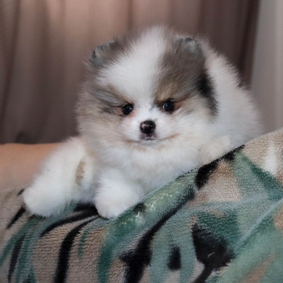 Валентра стар