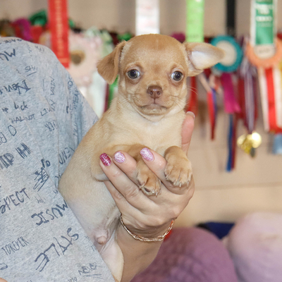 Продается Купить Чихуа в Москве