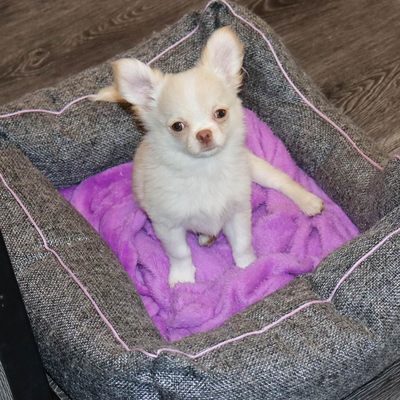 Продается Купить Чихуа в Москве