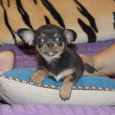 Продается Голубой чихуахуа