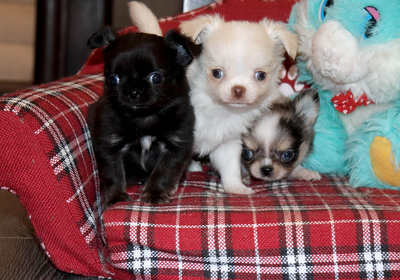 Валентра стар