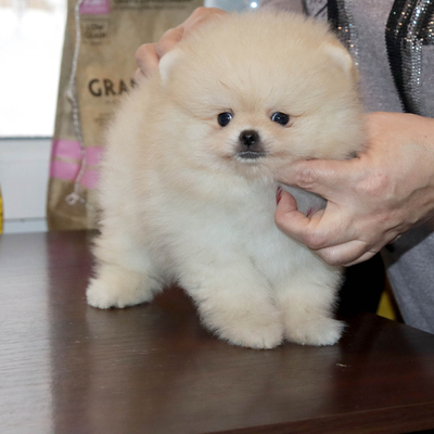 Валентра стар