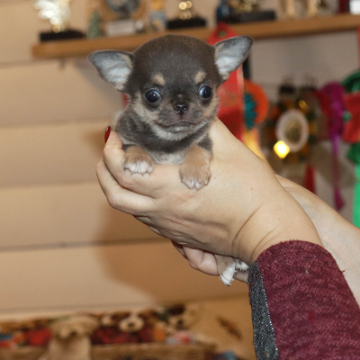 Валентра стар