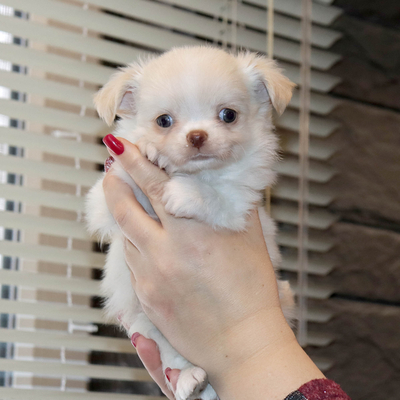 Продается Купить Чихуа в Москве