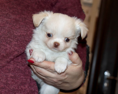 Валентра стар