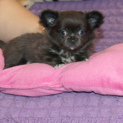 Валентра стар