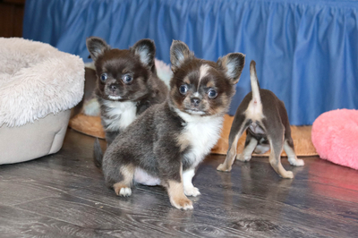 Валентра стар