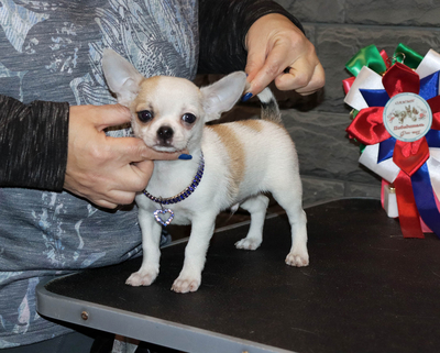 Валентра стар