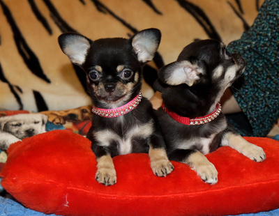 Валентра стар