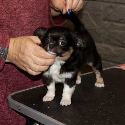 Валентра стар