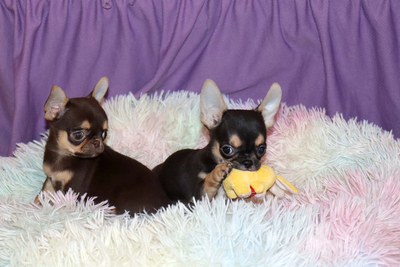 Валентра стар