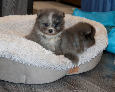 Валентра стар