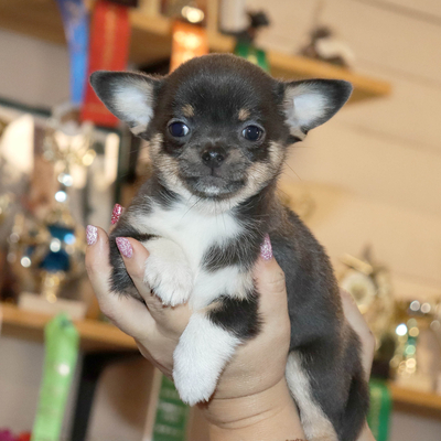 Продается Купить щенка шпица