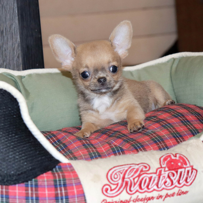 Валентра стар