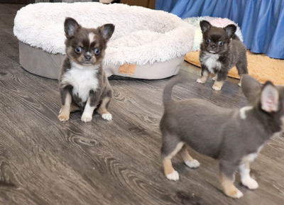 Валентра стар