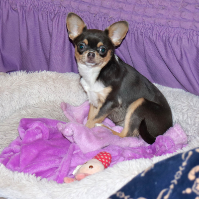 Продается Голубая чихуахуа