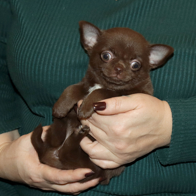 Продается Шоколадная чихуахуа