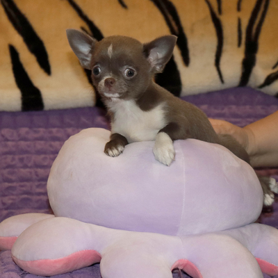 Валентра стар