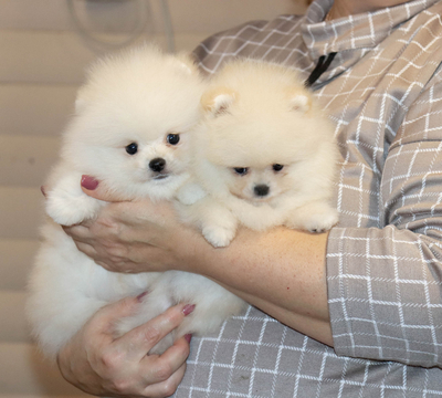 Валентра стар