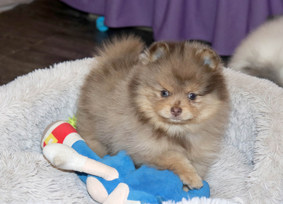 Валентра стар