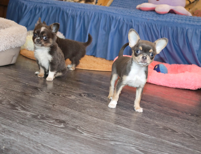 Валентра стар