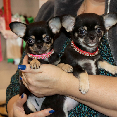 Валентра стар