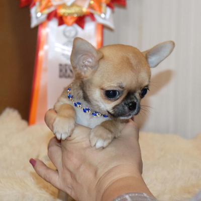 Валентра стар