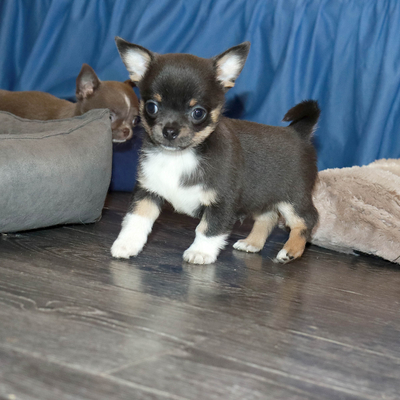 Валентра стар