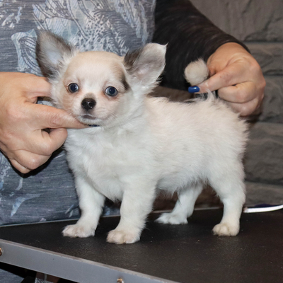 Продается Купить Чихуа в Москве