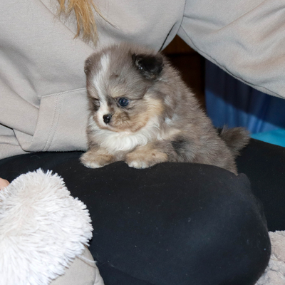 Валентра стар