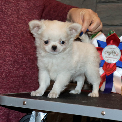 Продается Купить Чихуа в Москве