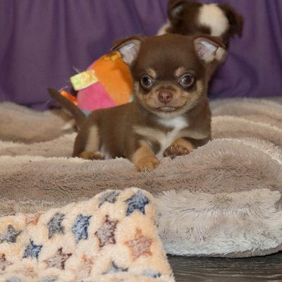 Продается Шоколадный чихуа