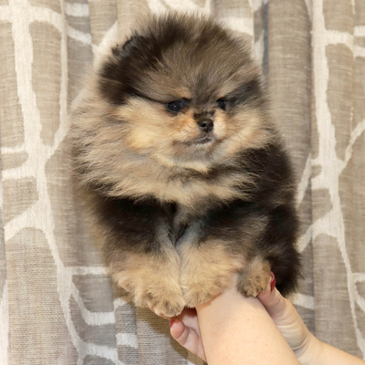 Валентра стар