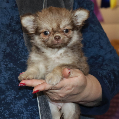 Валентра стар