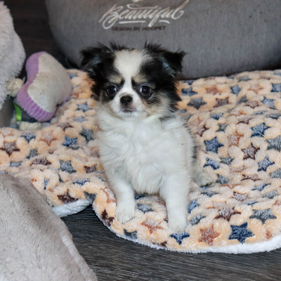 Валентра стар