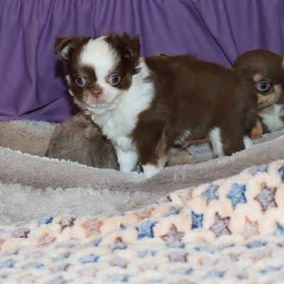 Продается Шоколадный чихуа