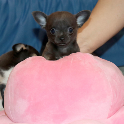 Продается Голубая чихуахуа