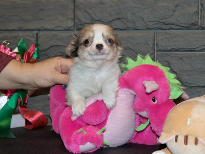 Валентра стар