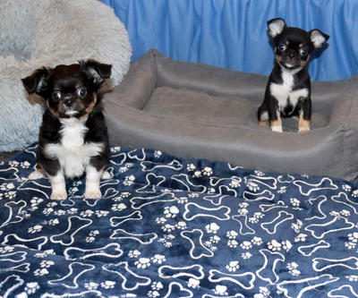 Валентра стар