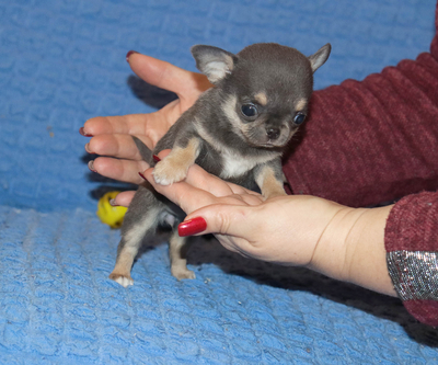 Валентра стар