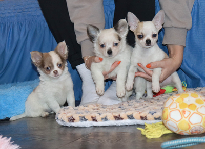 Валентра стар