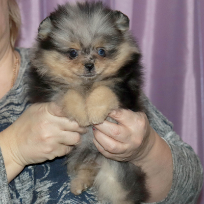 Валентра стар