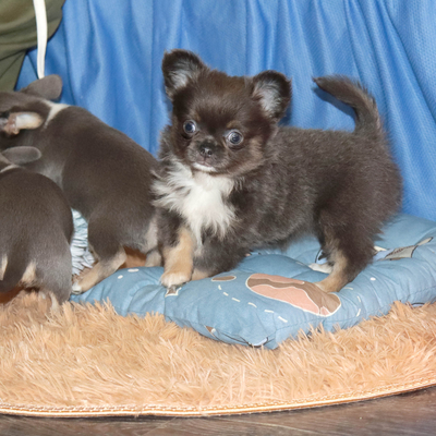 Валентра стар