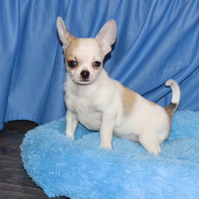 Валентра стар