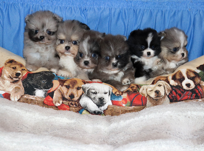 Валентра стар