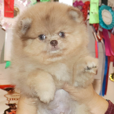 Валентра стар